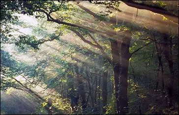 Dans quel dpartement breton se trouve principalement la lgendaire fort de Brocliande ?