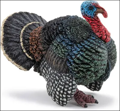 De quel animal s'agit-il ?