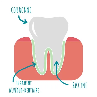 De quelle partie du corps s'agit-il ?