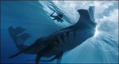 Quel r&ocirc;le te correspond le plus ?