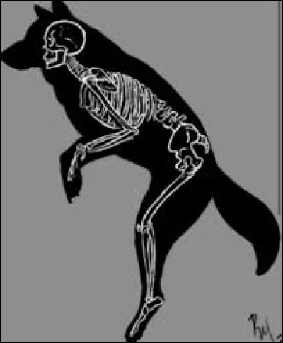 Parfois, l�envie te prend-elle de sauter partout, courir partout, &agrave; quatre pattes ou pas ?