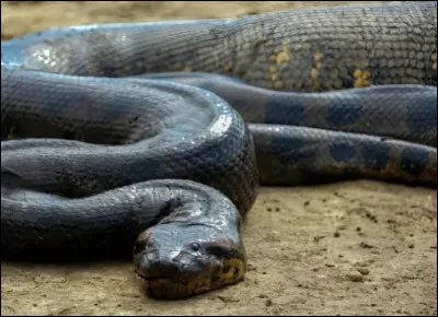 Ce serpent vous fait penser &agrave;�