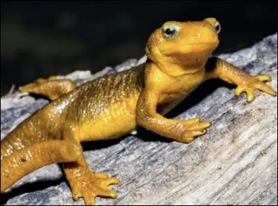 Pour finir, cet animal vous fait penser &agrave; quel dragon ?