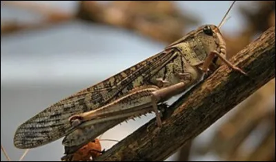 Et cette image, &agrave; qui vous fait-elle penser ?