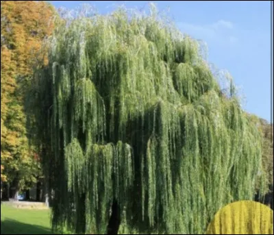 Et celle-ci, &agrave; quel dragon vous fait-elle penser ?