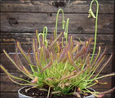 &Agrave; quel dragon cette plante vous fait-elle penser ?