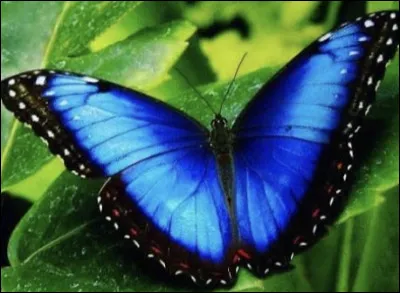 &Agrave; quel personnage vous fait penser ce papillon ?