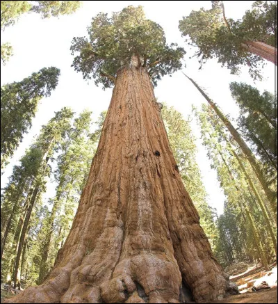 Cet arbre vous fait penser &agrave;�