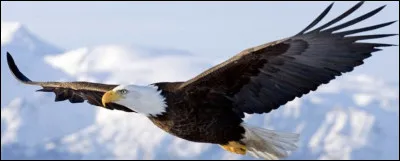 &Agrave; quel dragon cette image vous fait-elle penser ?