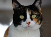 Quiz La famille de Pelage d'Or !