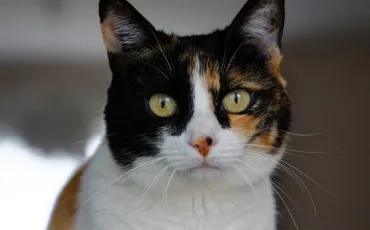 Quiz Litt�rature, po�sie