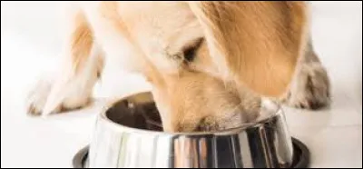 Combien de fois par jour faut-il lui donner &agrave; manger ?