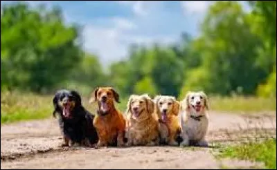 Qui est l'ennemi des chiens ?