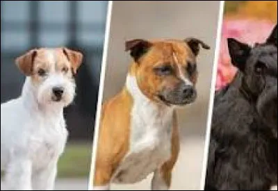 Quelle est la race cat&eacute;goris&eacute;e niveau 3 ?