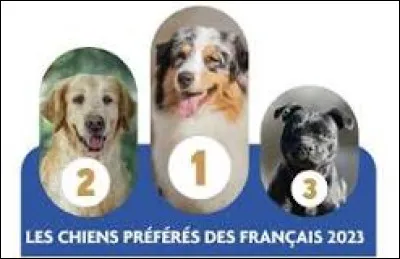 Quelle est la race pr&eacute;f&eacute;r&eacute;e des Fran&ccedil;ais ?