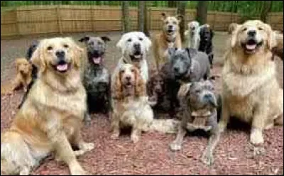 Quelle est l'odeur que les chiens d&eacute;testent le plus ?