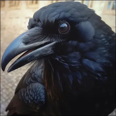 Quel oiseau est le plus grand des passereaux ?