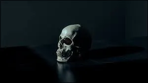 Quel est le nombre d’os dans le squelette humain adulte ?