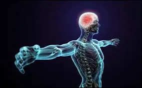 Quel est l’organe le plus lourd du corps humain ?