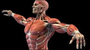 Quel est le plus petit os du corps humain ?