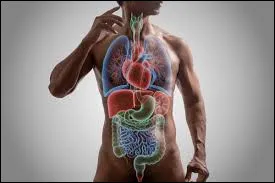 Quel est le muscle le plus puissant du corps humain en force pure ?