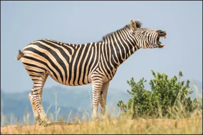 Le z&egrave;bre : Combien a-t-il de rayures ?