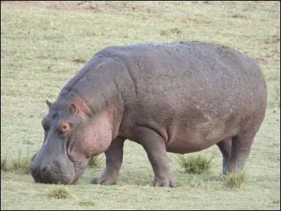 Hippopotame : Combien de temps peut-il rester sous l�eau ?
