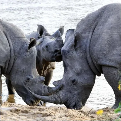 Le Rhinoc&eacute;ros : Quelle taille fait environ sa corne ?