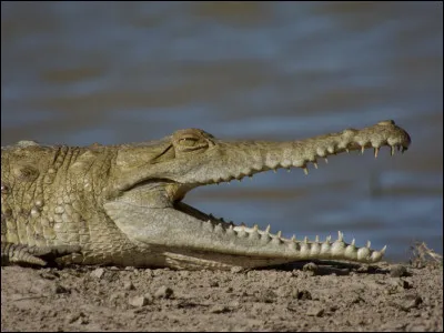 Le crocodile : Combien peut-il pondre d��ufs ?