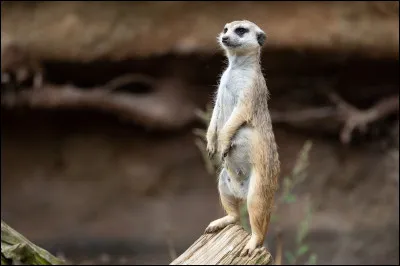 Suricate : Combien de m&egrave;tres peuvent atteindre leurs galeries ?
