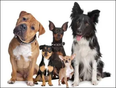 Les chiens : laquelle de ces affirmations est vraie ?