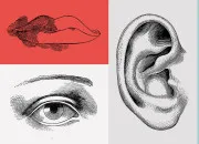 Quiz Sant� - Les sensations, les capacit�s et les sens humains