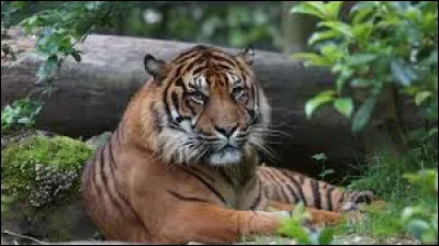 Quel est ton animal pr&eacute;f&eacute;r&eacute; ?