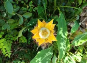 Quiz Plantes insolites