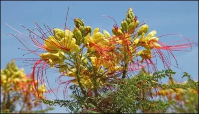 Cet arbre &agrave; la floraison majestueuse est de la famille des Fabaceae (l'oiseau de paradis).De quelle plante de cette famille consomme-t-on les fruits &agrave; l'anglaise ou &agrave; la fran&ccedil;aise ?