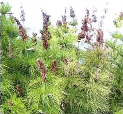 Afin de structurer des espaces dans votre jardin, voil&agrave; une plante au port &eacute;l&eacute;gant et vaporeux, dite pr&ecirc;le simplement &agrave; cause de sa ressemblance avec celle des champs sans &ecirc;tre de la m&ecirc;me famille.Retrouvez son milieu naturel, si je vous dis Le Cap, vous r&eacute;pondez...