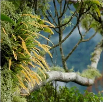 Je dis simplement &eacute;trange et fascinante ...-collier, -cha&icirc;ne.