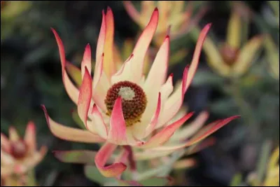 Que r&eacute;pondre &agrave; cette question concernant le Leucadendron rubrum, s'il nous faut traduire l'&eacute;pith&egrave;te ''rubrum'' ?
