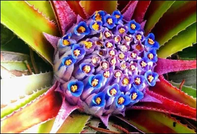 Comme un feu d'artifice pour une explosion de rouge, bleu, vert, blanc et or.Cette plante lumineuse a une cousine qui est ... puisqu'elle appartient &agrave; la famille des Bromeliaceae.