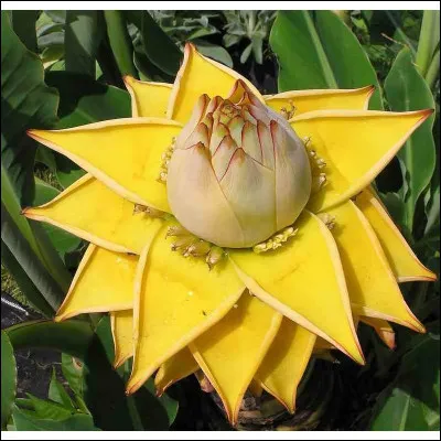 Cette plante appartient &agrave; la famille des Musaceae, elle est dite lotus d'or en raison de sa ressemblance avec la fleur aquatique.Elle se reproduit par rhizomes, &agrave; savoir des...
