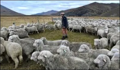 Quel pays compte 5 fois plus de moutons que d'habitants ?