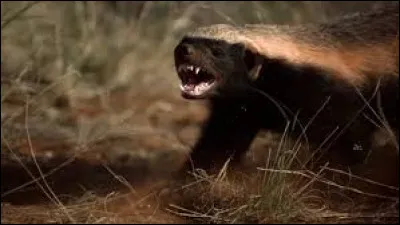 Cette image montre...