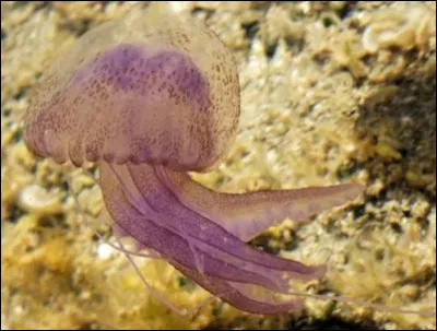 Les m&eacute;duses sont dot&eacute;es de cerveau et de c�ur.