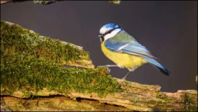 Poursuivons avec un oiseau gai et malicieux, &agrave; la belle tenue : la m&eacute;sange, mais dont les couleurs p&acirc;lissent &agrave; cause du r&eacute;chauffement climatique.P&egrave;se-t-elle plus ou moins qu'une lettre postale ?