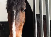 Quiz Les diff�rentes robes de chevaux