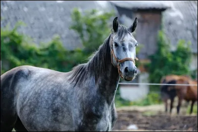 Quelle est la robe de ce cheval ?