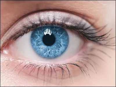 Quel terme est employ&eacute; pour d&eacute;signer le "blanc de l'�il" ?