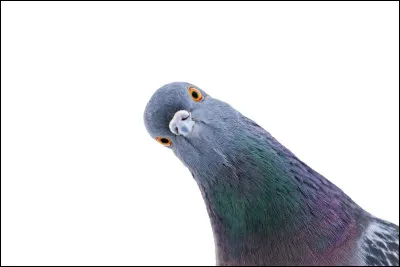 Que peut provoquer le pain chez les pigeons ?