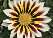 Quiz 15 fleurs � retrouver