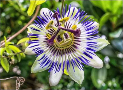 Quel est le nom de cette fleur ?